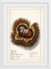 "Chestnut (Castanea)", Ellen Isham Schutt