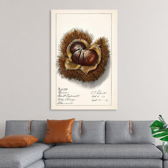 "Chestnut (Castanea)", Ellen Isham Schutt