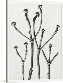  Experience the beauty of nature with Karl Blossfeldt’s “Cornus Florida”. This stunning black and white print features a close-up of the branches and buds of a flowering dogwood, highlighting its unique shape and form.