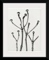 "Cornus Florida",  Karl Blossfeldt