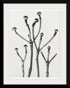 "Cornus Florida",  Karl Blossfeldt