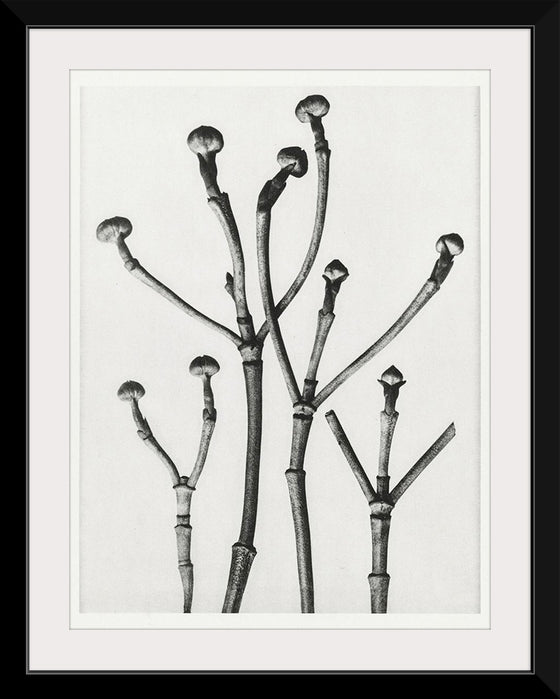 "Cornus Florida",  Karl Blossfeldt