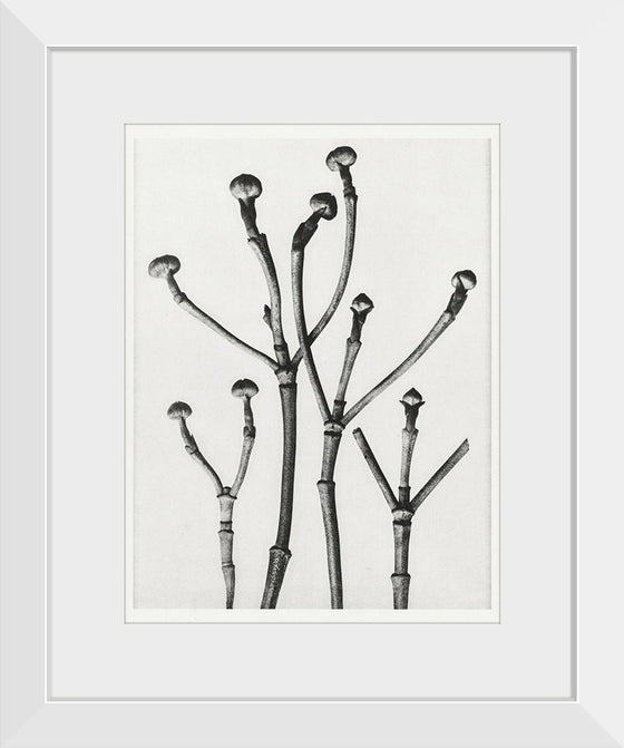 "Cornus Florida",  Karl Blossfeldt