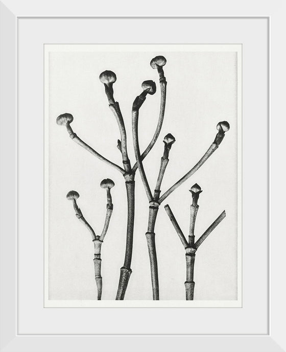 "Cornus Florida",  Karl Blossfeldt