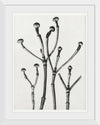 "Cornus Florida",  Karl Blossfeldt