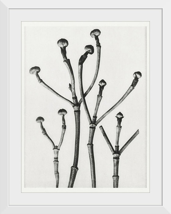 "Cornus Florida",  Karl Blossfeldt