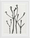 "Cornus Florida",  Karl Blossfeldt