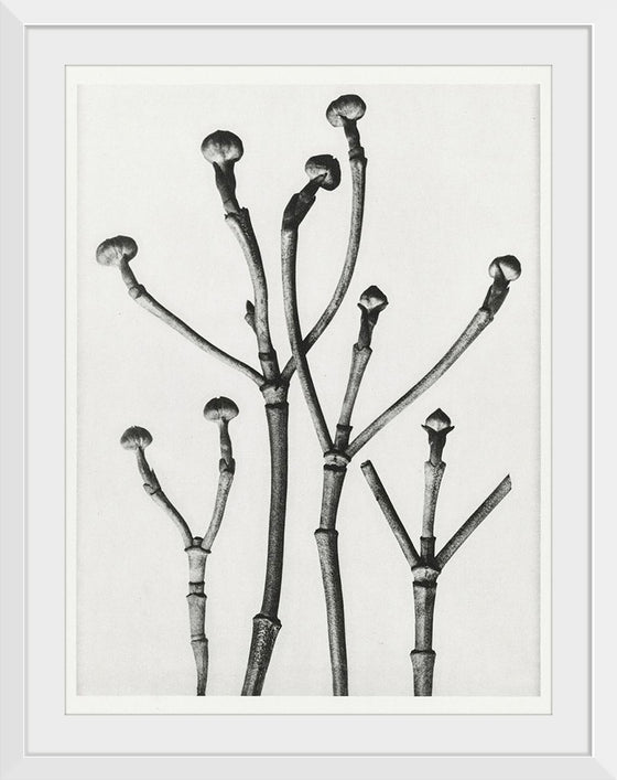 "Cornus Florida",  Karl Blossfeldt