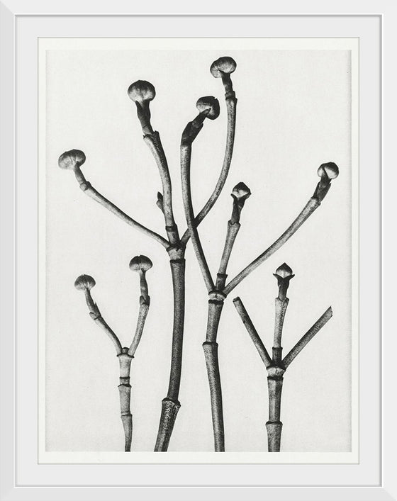 "Cornus Florida",  Karl Blossfeldt