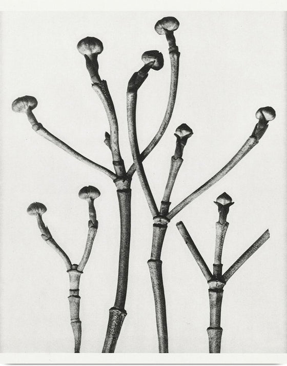 "Cornus Florida",  Karl Blossfeldt