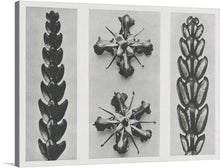  “Thujopsis dolabrata enlarged 10 times, Ruta graveolens (Common Rue) enlarged 8 times (1928)” by Karl Blossfeldt invites you into a mesmerizing botanical realm. Blossfeldt, renowned for his macrophotography, unveils the hidden intricacies of nature. In this print, the Thujopsis dolabrata stands magnified, its hatchet-shaped leaves revealing delicate veins and textures. 