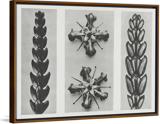 "Thujopsis dolabrata enlarged 10 times, Ruta graveolens (Common Rue) enlarged 8 times(1928)", Karl Blossfeldt