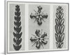 "Thujopsis dolabrata enlarged 10 times, Ruta graveolens (Common Rue) enlarged 8 times(1928)", Karl Blossfeldt