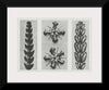 "Thujopsis dolabrata enlarged 10 times, Ruta graveolens (Common Rue) enlarged 8 times(1928)", Karl Blossfeldt