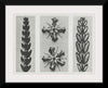 "Thujopsis dolabrata enlarged 10 times, Ruta graveolens (Common Rue) enlarged 8 times(1928)", Karl Blossfeldt