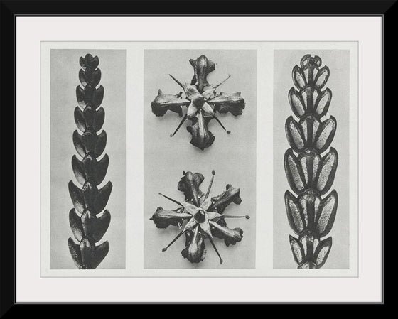 "Thujopsis dolabrata enlarged 10 times, Ruta graveolens (Common Rue) enlarged 8 times(1928)", Karl Blossfeldt