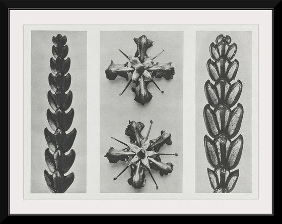 "Thujopsis dolabrata enlarged 10 times, Ruta graveolens (Common Rue) enlarged 8 times(1928)", Karl Blossfeldt