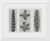 "Thujopsis dolabrata enlarged 10 times, Ruta graveolens (Common Rue) enlarged 8 times(1928)", Karl Blossfeldt