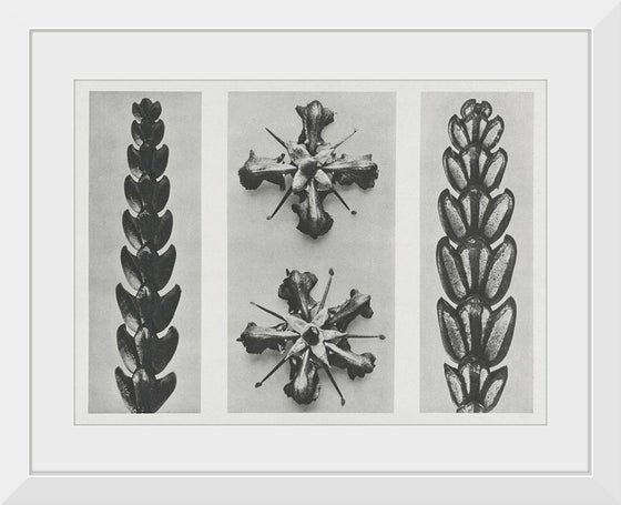 "Thujopsis dolabrata enlarged 10 times, Ruta graveolens (Common Rue) enlarged 8 times(1928)", Karl Blossfeldt