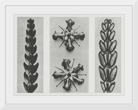 "Thujopsis dolabrata enlarged 10 times, Ruta graveolens (Common Rue) enlarged 8 times(1928)", Karl Blossfeldt