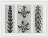 "Thujopsis dolabrata enlarged 10 times, Ruta graveolens (Common Rue) enlarged 8 times(1928)", Karl Blossfeldt