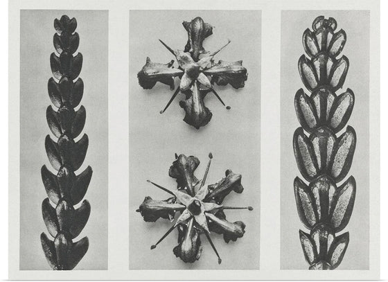 "Thujopsis dolabrata enlarged 10 times, Ruta graveolens (Common Rue) enlarged 8 times(1928)", Karl Blossfeldt