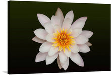  This stunning close-up photograph of a white lotus flower with yellow stamens on a black background captures the beauty, purity, and serenity of this sacred flower. The lotus flower is a symbol of purity and transcendence in many cultures, and its delicate petals and vibrant colors are a reminder of the beauty of the natural world.