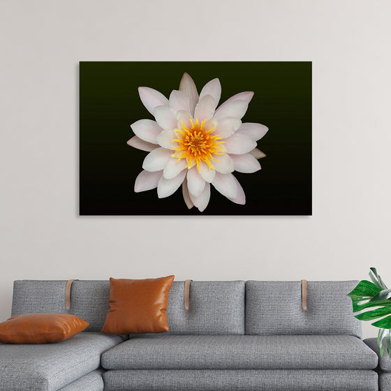 "Close Up of a White Lotus Flower"