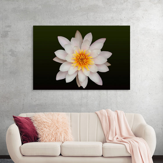 "Close Up of a White Lotus Flower"