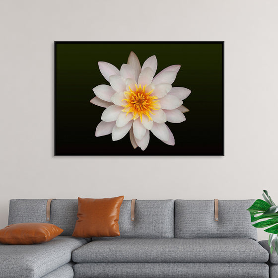 "Close Up of a White Lotus Flower"