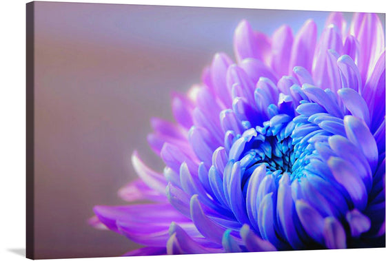 “Bright Purple Flower” is an exquisite art print that captures the intricate details and radiant glow of a blooming flower. Bathed in hues of purple and blue, each petal is meticulously crafted to showcase a dance between color and light.