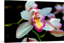  “White and Pink Orchid” is an enchanting print that whispers of delicate beauty and timeless elegance. Against a mysterious dark backdrop, this mesmerizing orchid blooms—a harmonious blend of purity and depth. Its pristine white petals are kissed with tender hues of pink, creating a visual symphony that enchants the senses. 
