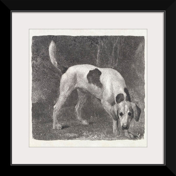 "A Foxhound on the Scent (1788)", George Stubbs