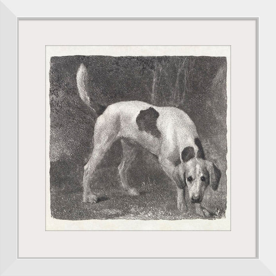 "A Foxhound on the Scent (1788)", George Stubbs