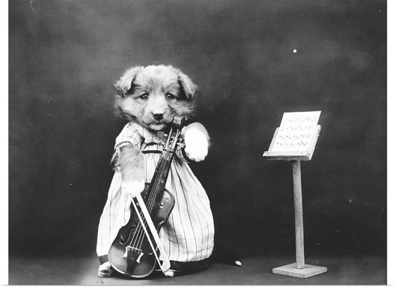 "Puppy Dressed as a Violinist"