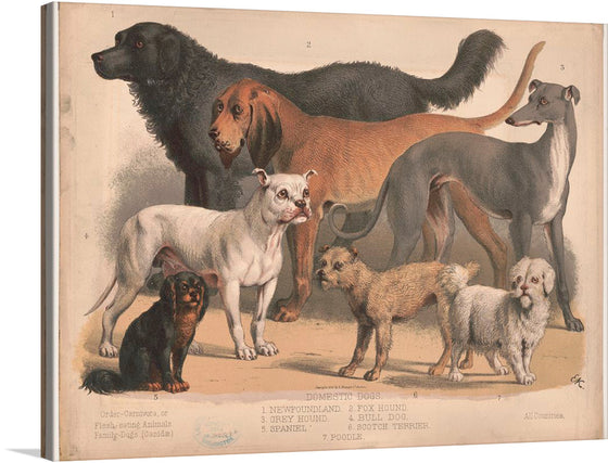 “Dogs, Carnivora” is a beautiful print that showcases the diversity of the canine family. The print features seven different breeds of dogs, including a Newfoundland, a Fox Hound, a Greyhound, a Poodle, a Dalmatian, a Spaniel, and a Terrier. 