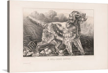  “A Well-Bred Setter” (1871) Currier Ives captures a moment of primal elegance. Against a backdrop of rugged wilderness, a noble setter stands poised, its soft eyes reflecting both determination and tenderness. The dog cradles a captured animal in its mouth, a testament to its skill and purpose. The richly detailed coat, meticulously rendered by the artist’s hand, invites viewers to feel the coarse texture and warmth of the setter’s fur.