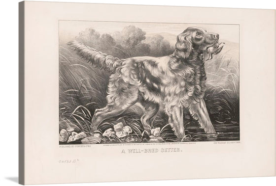 “A Well-Bred Setter” (1871) Currier Ives captures a moment of primal elegance. Against a backdrop of rugged wilderness, a noble setter stands poised, its soft eyes reflecting both determination and tenderness. The dog cradles a captured animal in its mouth, a testament to its skill and purpose. The richly detailed coat, meticulously rendered by the artist’s hand, invites viewers to feel the coarse texture and warmth of the setter’s fur.