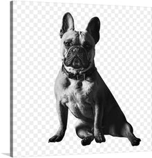  Adorn your space with the exquisite print of this majestic French Bulldog. Captured in a moment of poised elegance, every detail from the expressive eyes to the sleek, muscular build is rendered with lifelike precision. The monochromatic tones elevate the artwork, imbuing it with a classic yet contemporary aesthetic.