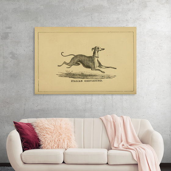 "Italian Greyhound"