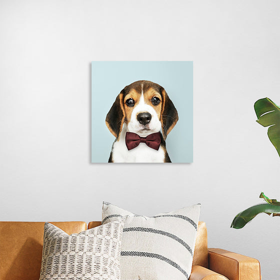 "Cute Beagle in a Dark Brown Bow Tie"