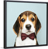 "Cute Beagle in a Dark Brown Bow Tie"