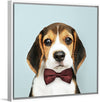 "Cute Beagle in a Dark Brown Bow Tie"