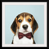 "Cute Beagle in a Dark Brown Bow Tie"