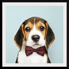 "Cute Beagle in a Dark Brown Bow Tie"