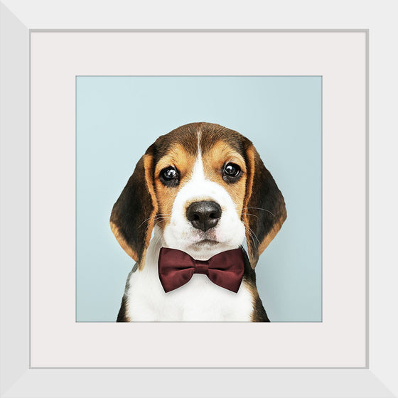 "Cute Beagle in a Dark Brown Bow Tie"