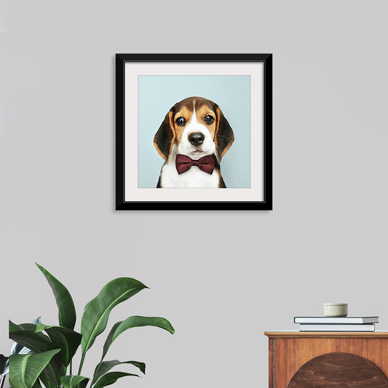 "Cute Beagle in a Dark Brown Bow Tie"