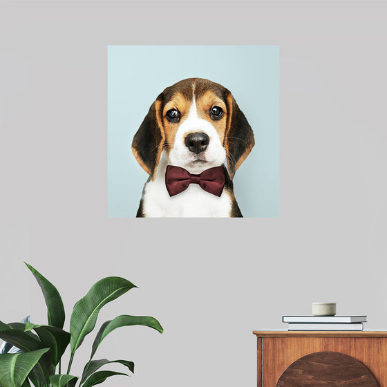 "Cute Beagle in a Dark Brown Bow Tie"