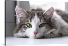  “Cat” is a photo-realistic print of a gray and white cat with piercing green eyes. The cat is laying down and looking directly at the viewer.