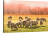 This serene photograph captures the beauty of a herd of sheep grazing in a field at sunset. The warm pink hues of the sky and the lush green grass create a peaceful and tranquil atmosphere. The sheep are all different sizes and shapes, and their fluffy white coats contrast beautifully with the colorful landscape.